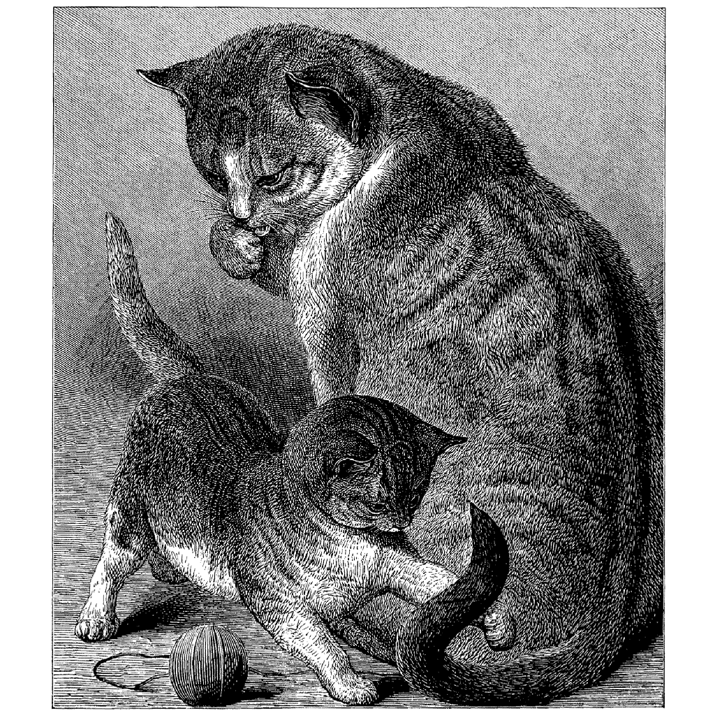 Momma Cat with Kitten 430O