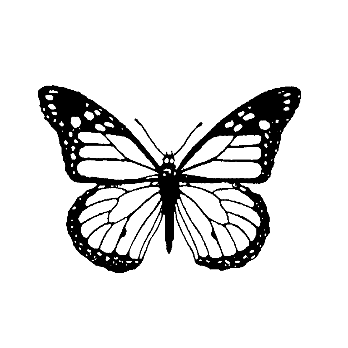Monarch Butterfly 1648D