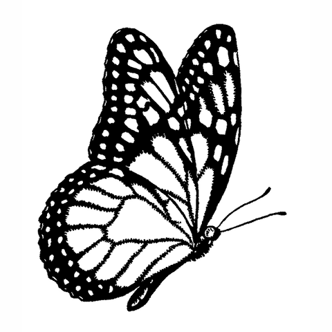 Monarch Butterfly Profile 1734E