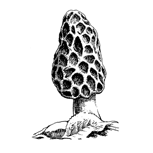 Morel 1758F