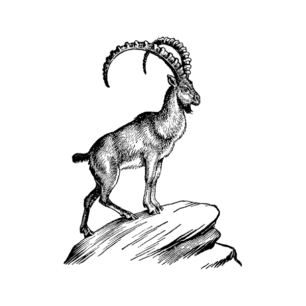 Mountain Goat 203I