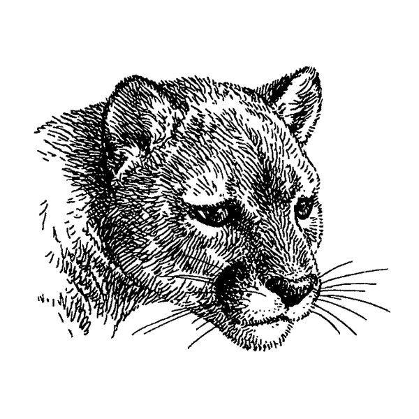 Mountain Lion Face 1771G