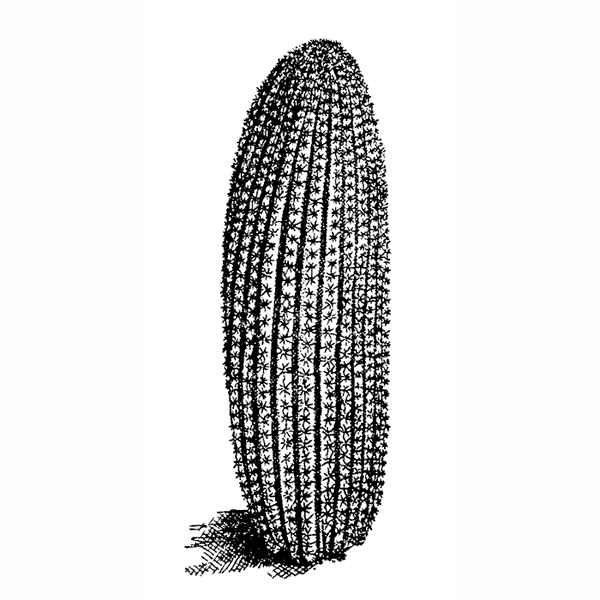 Mule Cactus 1733E