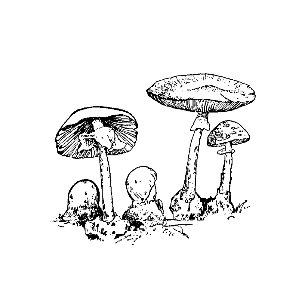 Mushrooms 416E