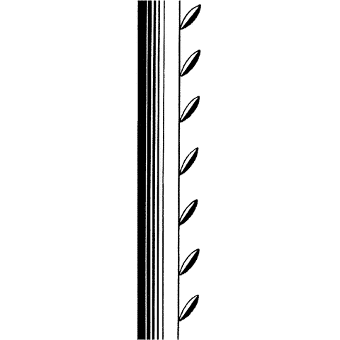 Nouveau Leaf Border 1238L