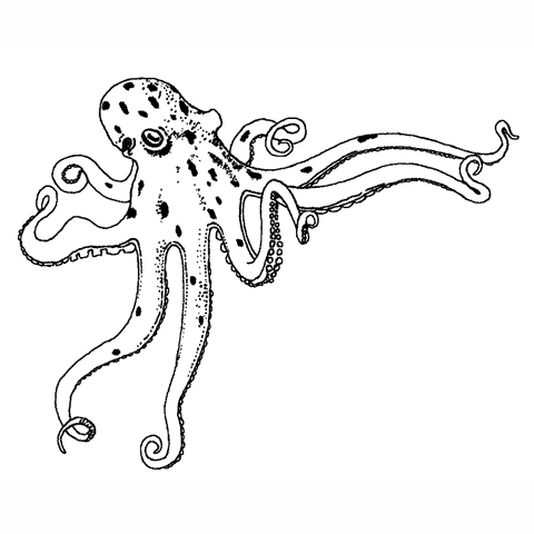 Octopus 1628I