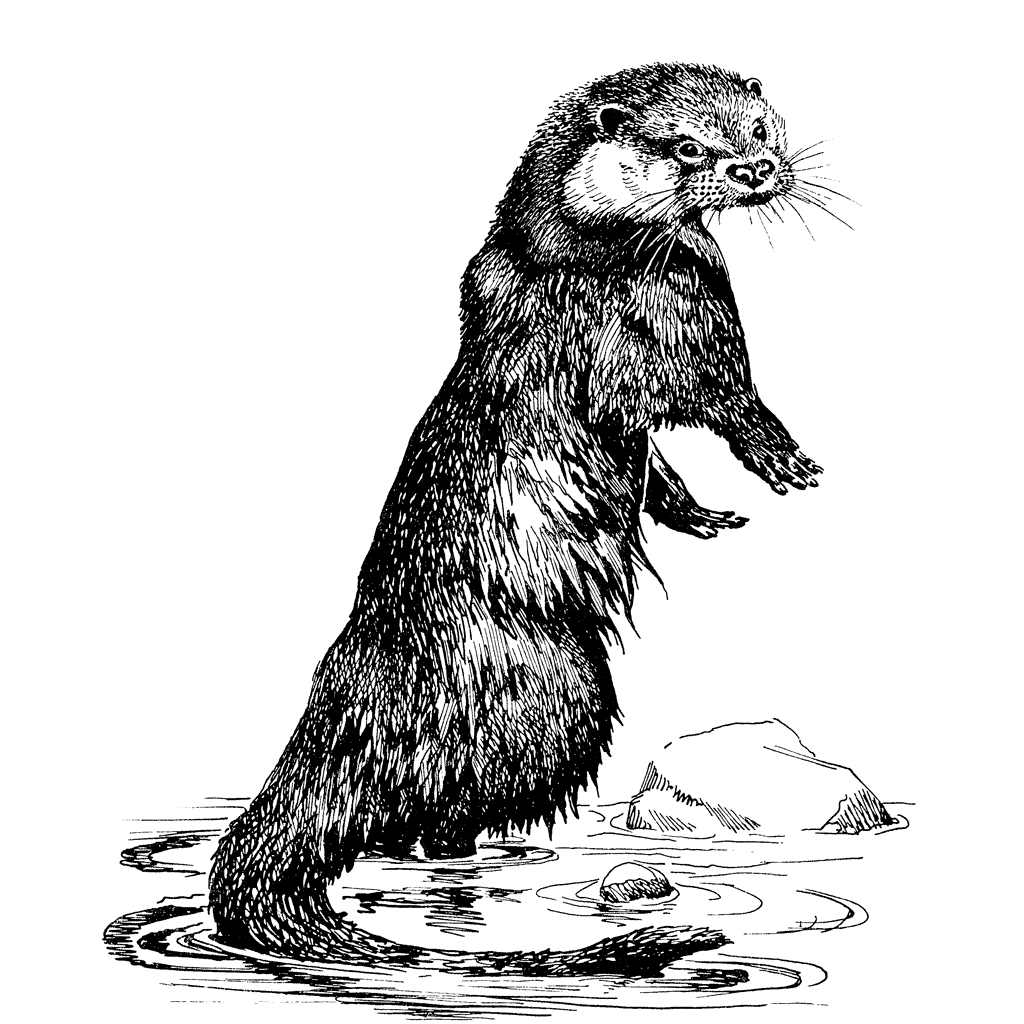 Otter Small 1381I