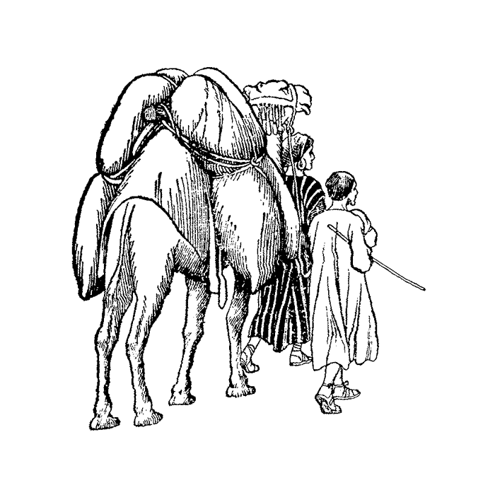 Pack Camel 449G