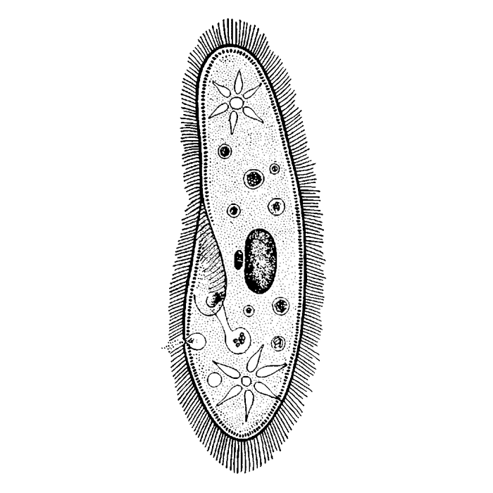 Paramecium 1602E