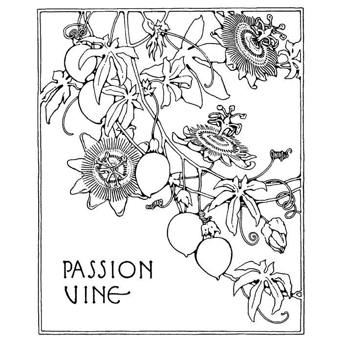 Passion Vine 1699N