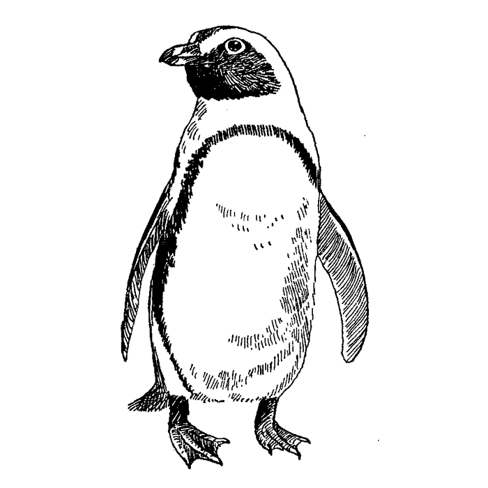 Penguin 1664E