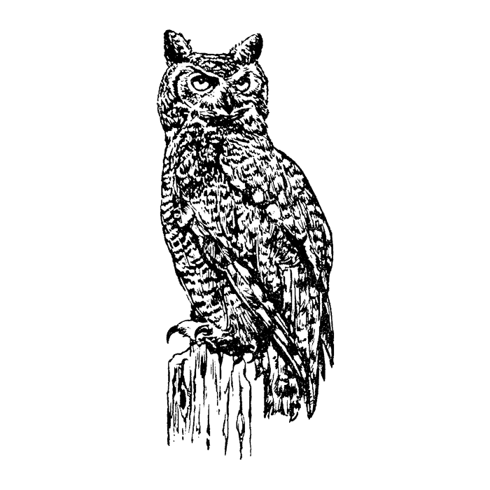 Perched Owl 1598H
