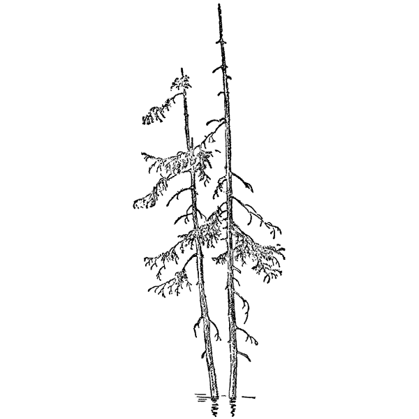 Pines in Water 1362J