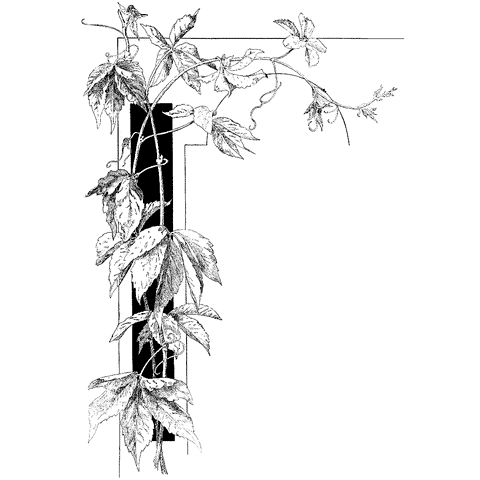 Plant Border 1225N