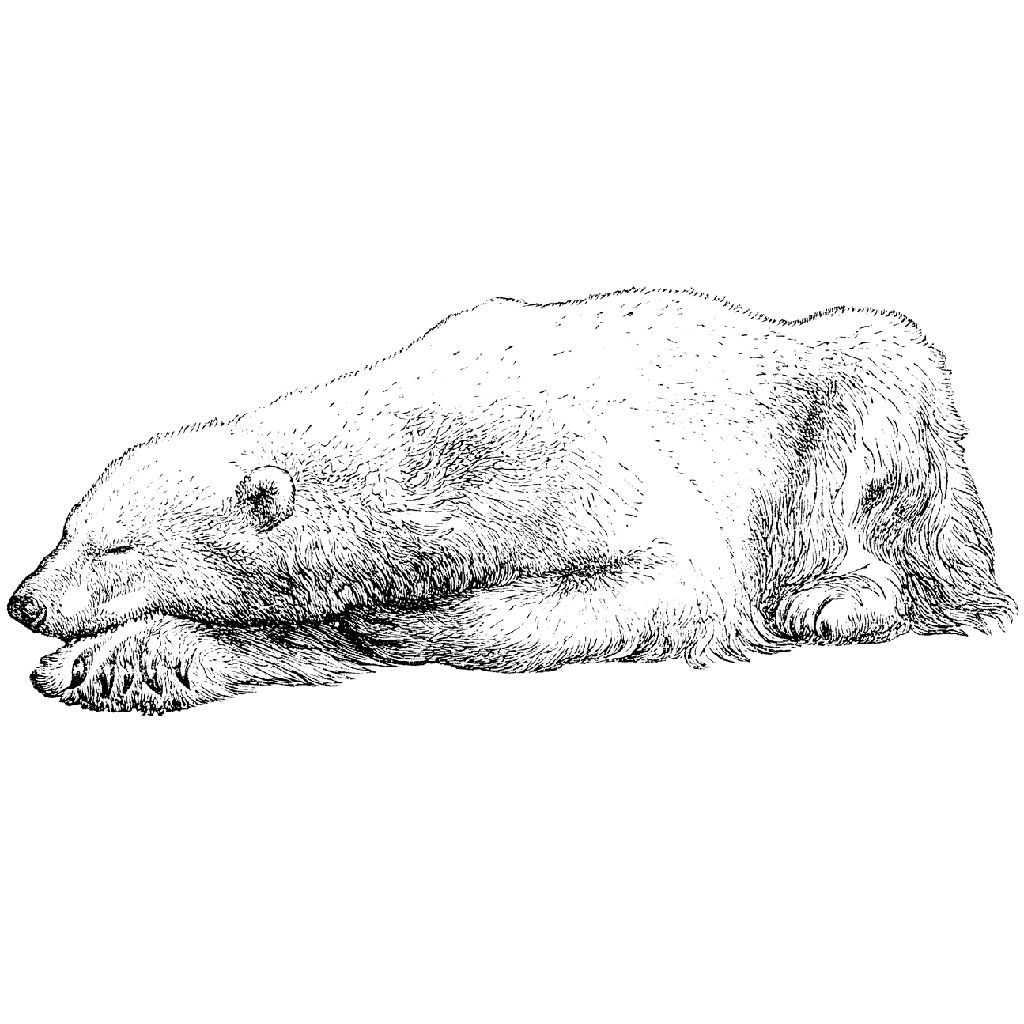 Polar Bear 1295K