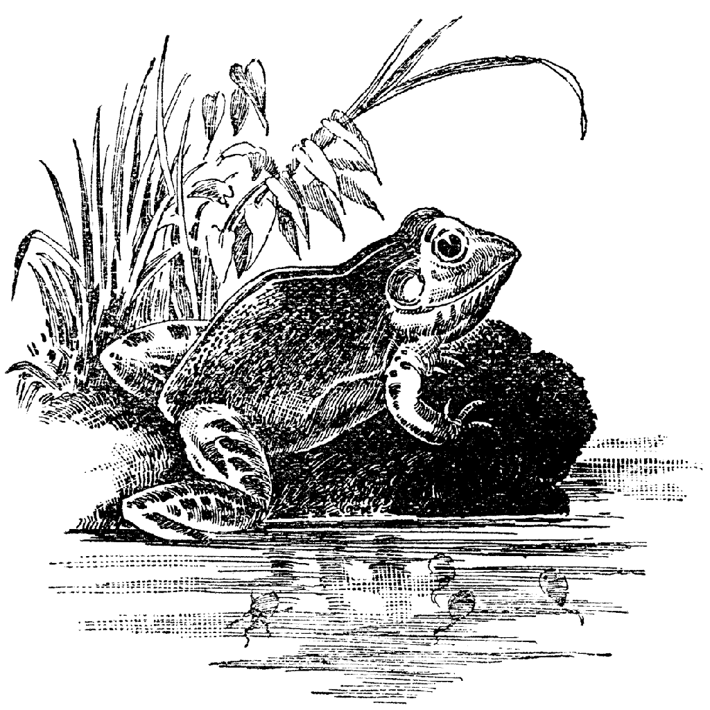 Pond Frog 882K