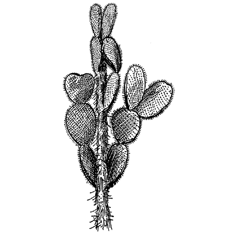 Prickly Cactus 627G