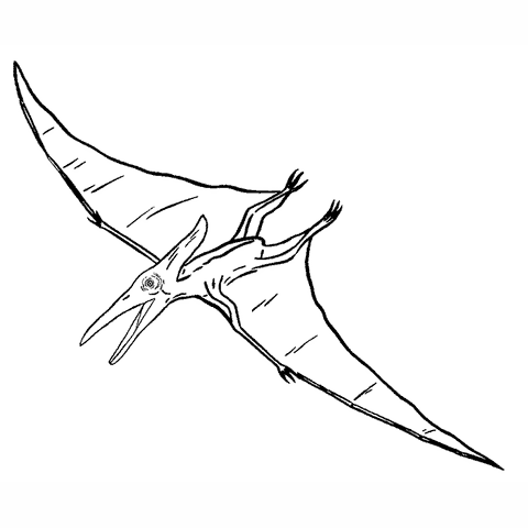 Pteranodon 1635H