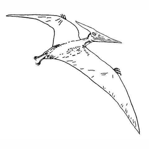 Pteranodon Gliding 1634H