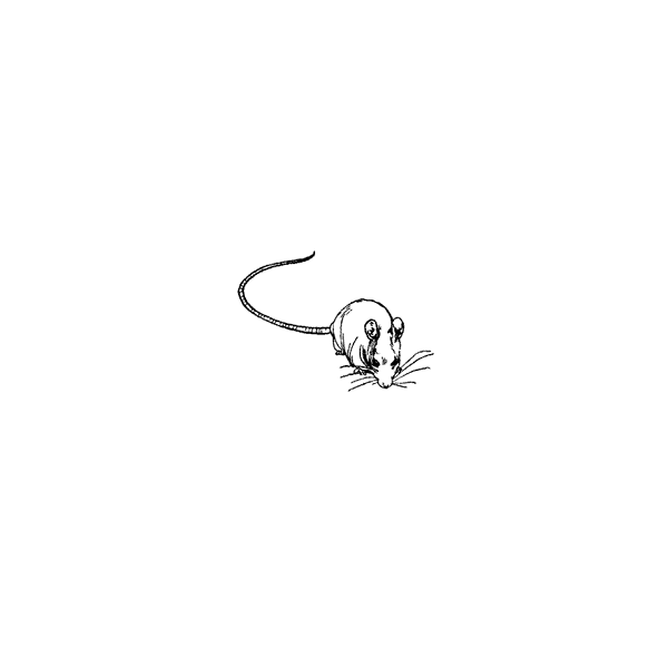 Rat 563A