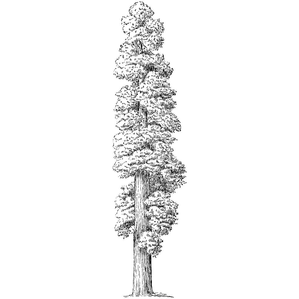 redwood tree rubber stamp Redwood Tree 869M