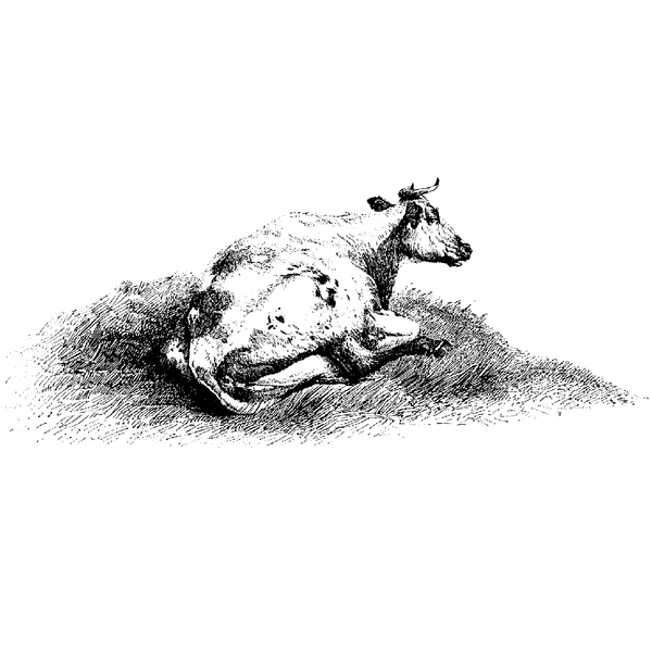 Resting Cow 1118K