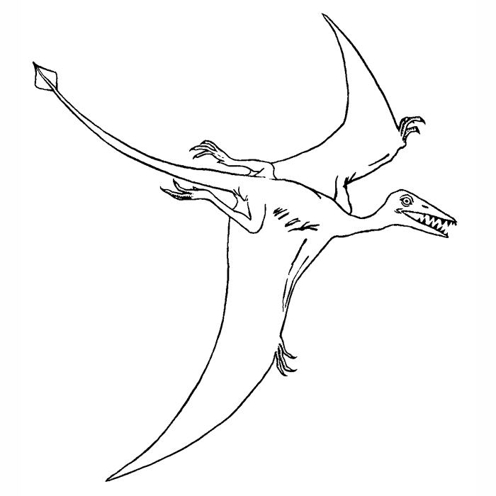 Rhamphorhynchus 1636I