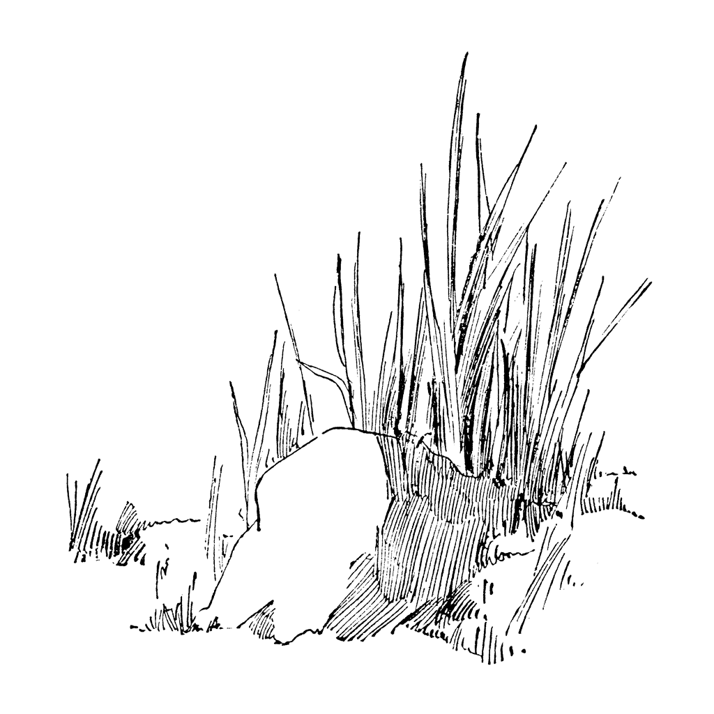 Rock & Tall Grass 1375I