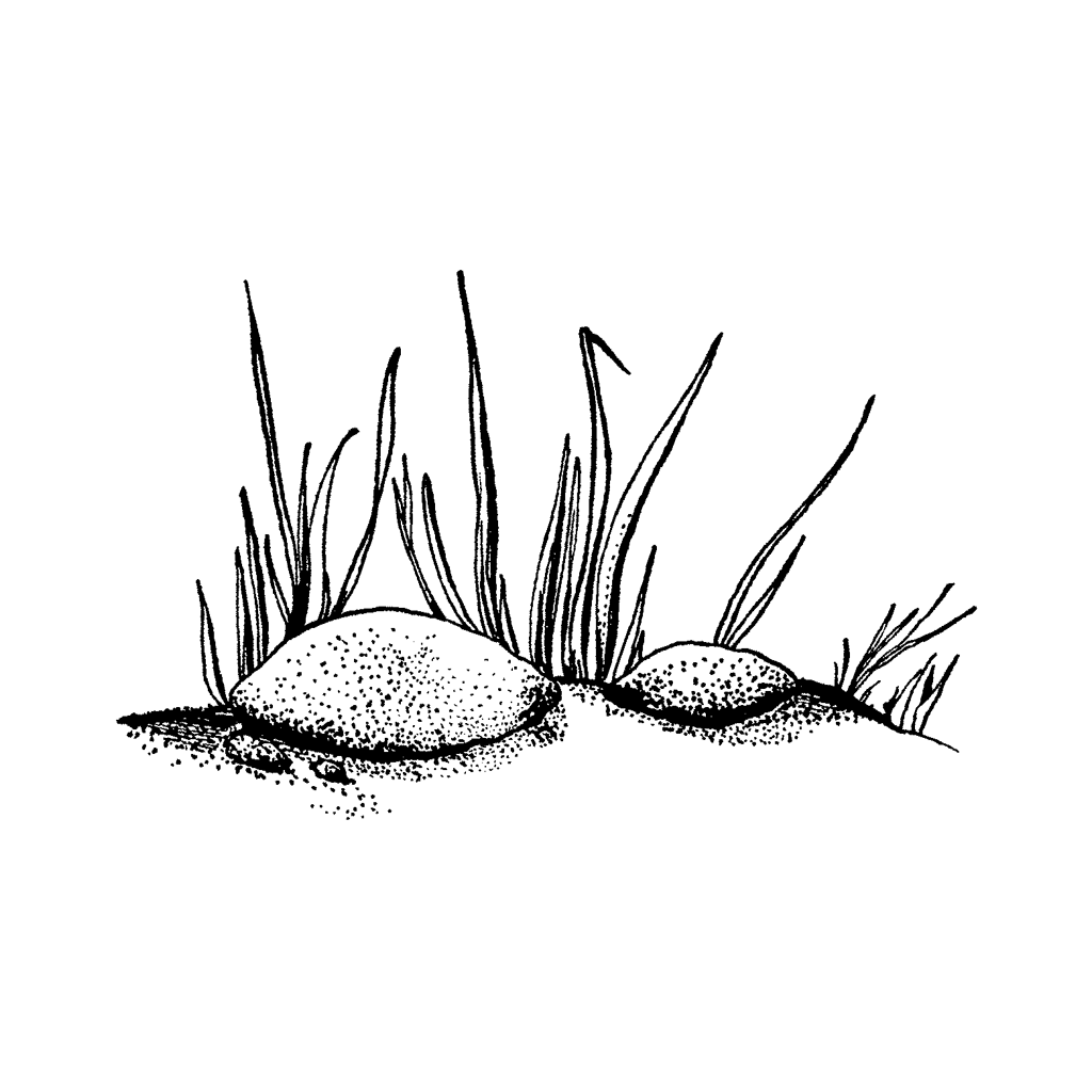Rock with Tall Grass 765D