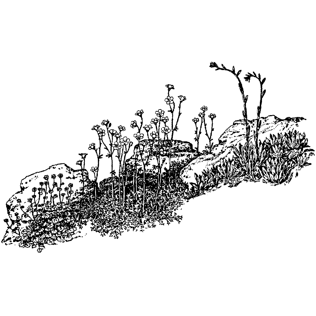 Rocks & Flowers 712J