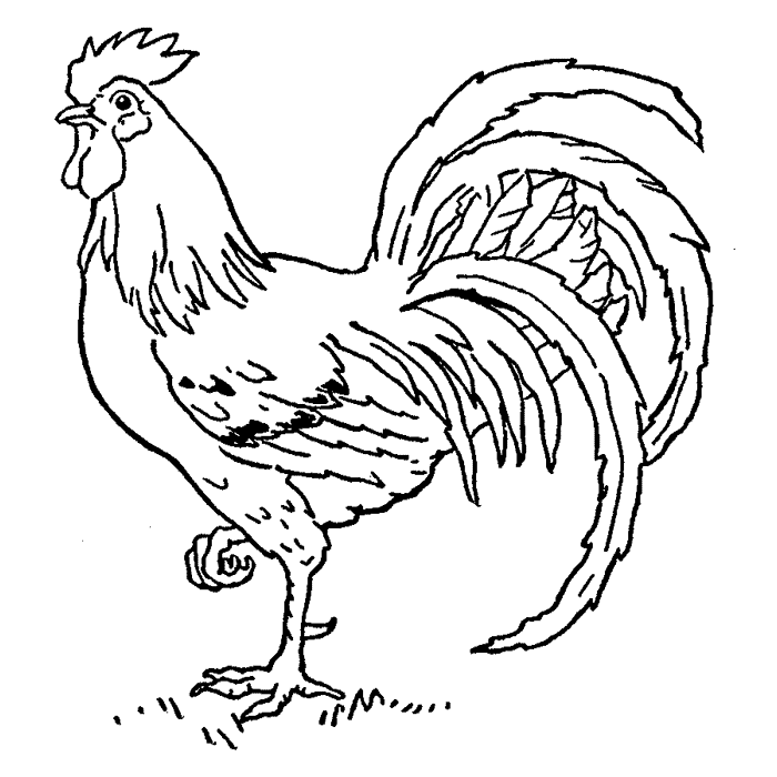 Rooster 1665F