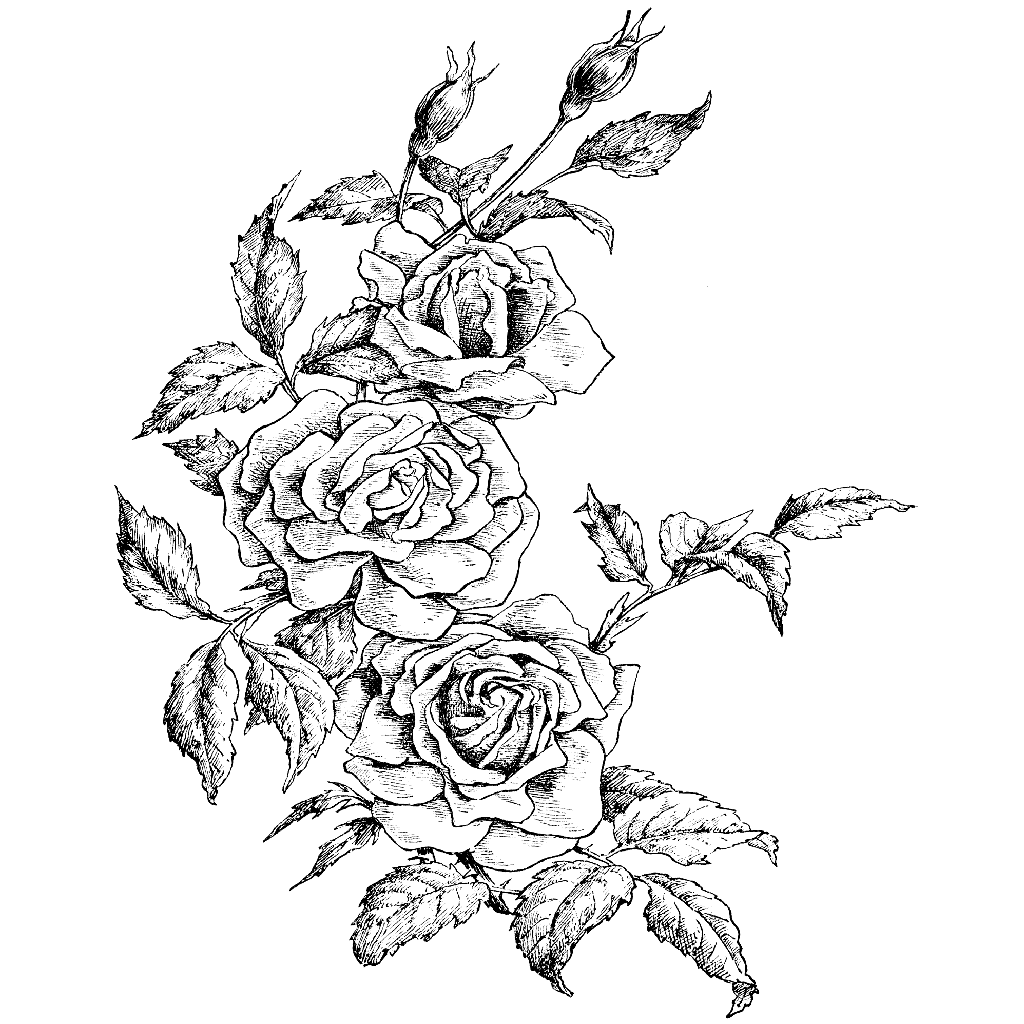 Rose Border 1232N