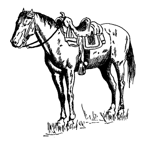 Saddled Horse 444I