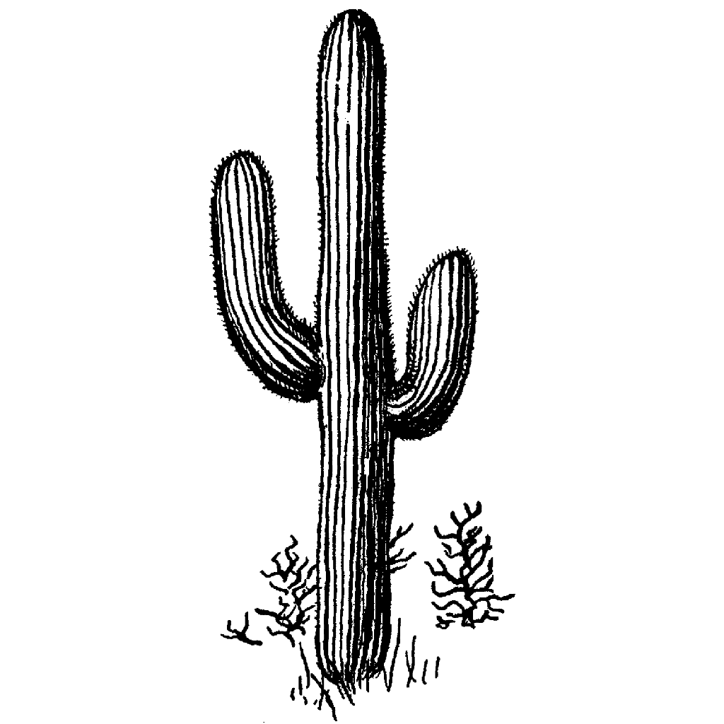 Saguaro 58H