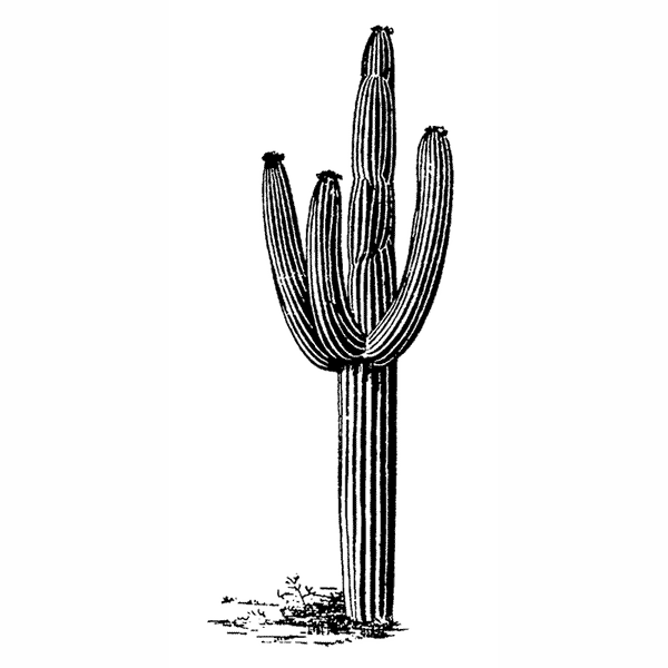 Saguaro Cactus 1732H