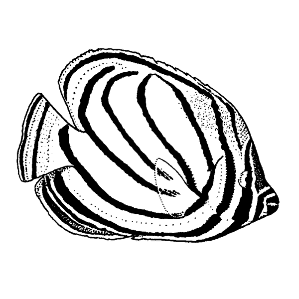 Scrawled Butterflyfish 1473E