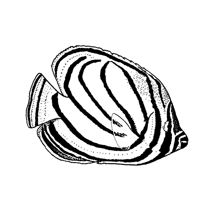 Scrawled Butterflyfish Small 1472D