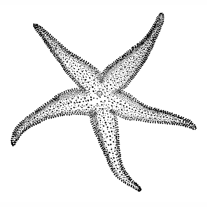 Sea Star 1614H