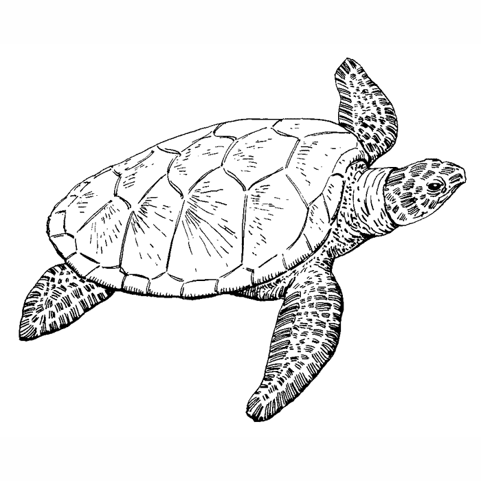 Sea Turtle 1626F