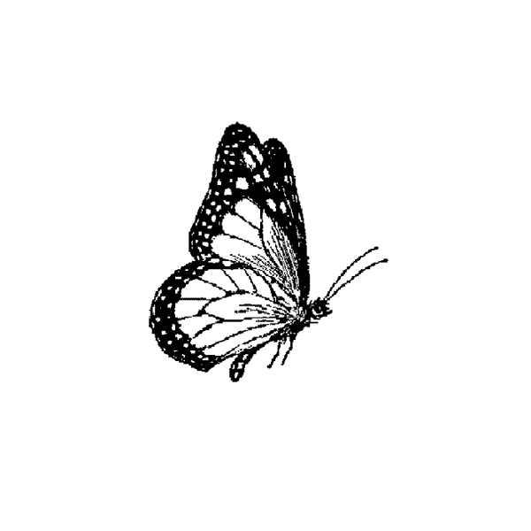 Side Butterfly 167A