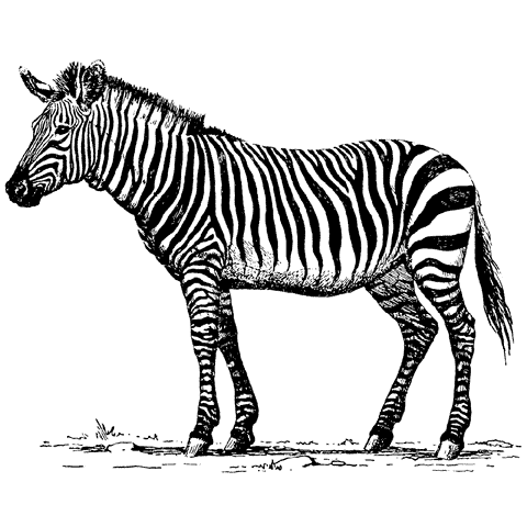 Single Zebra 1146K