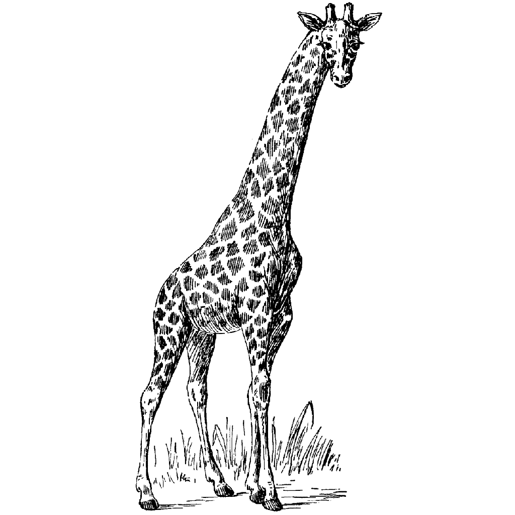Single Giraffe 880I