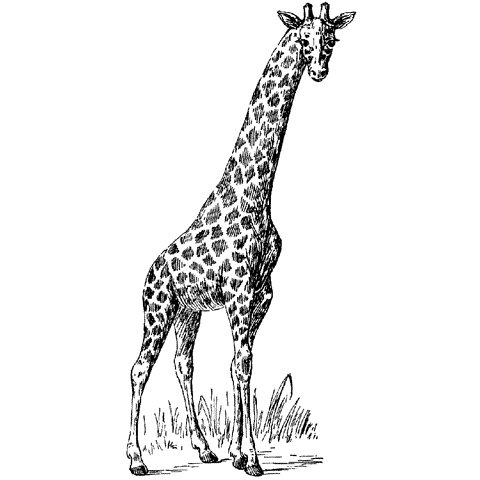 Single Giraffe 880I