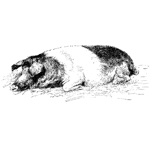 Sleeping Pig 1341I