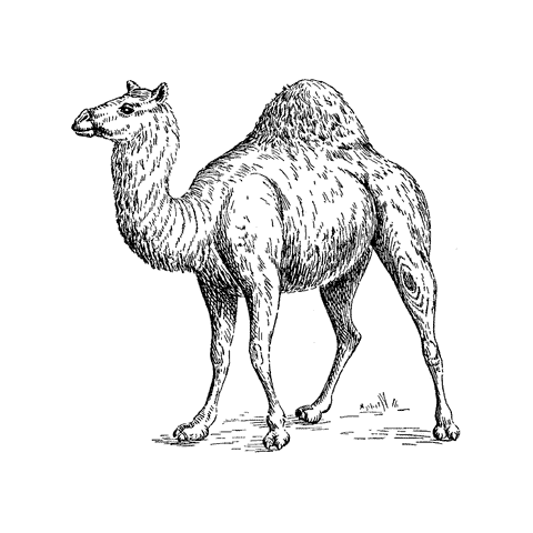 Small Camel 879H