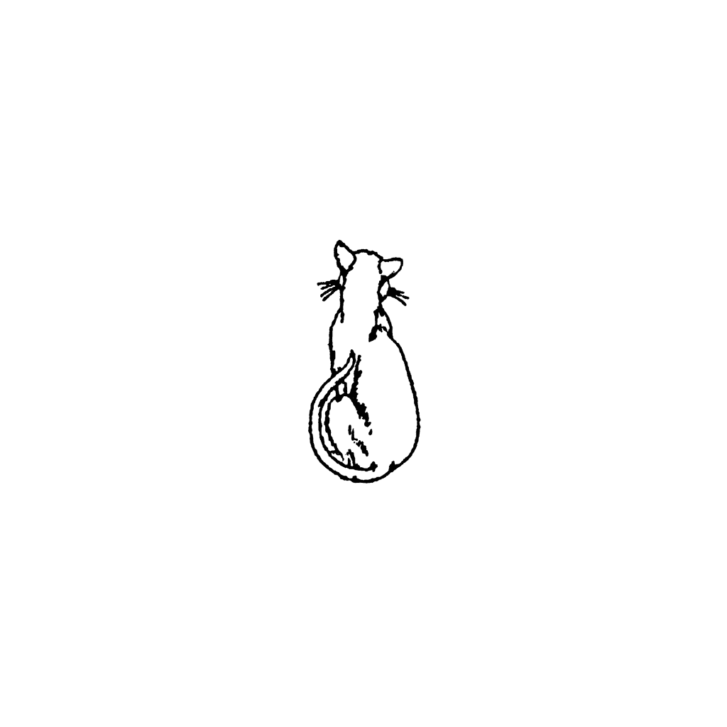 Small Cat Watching 824A