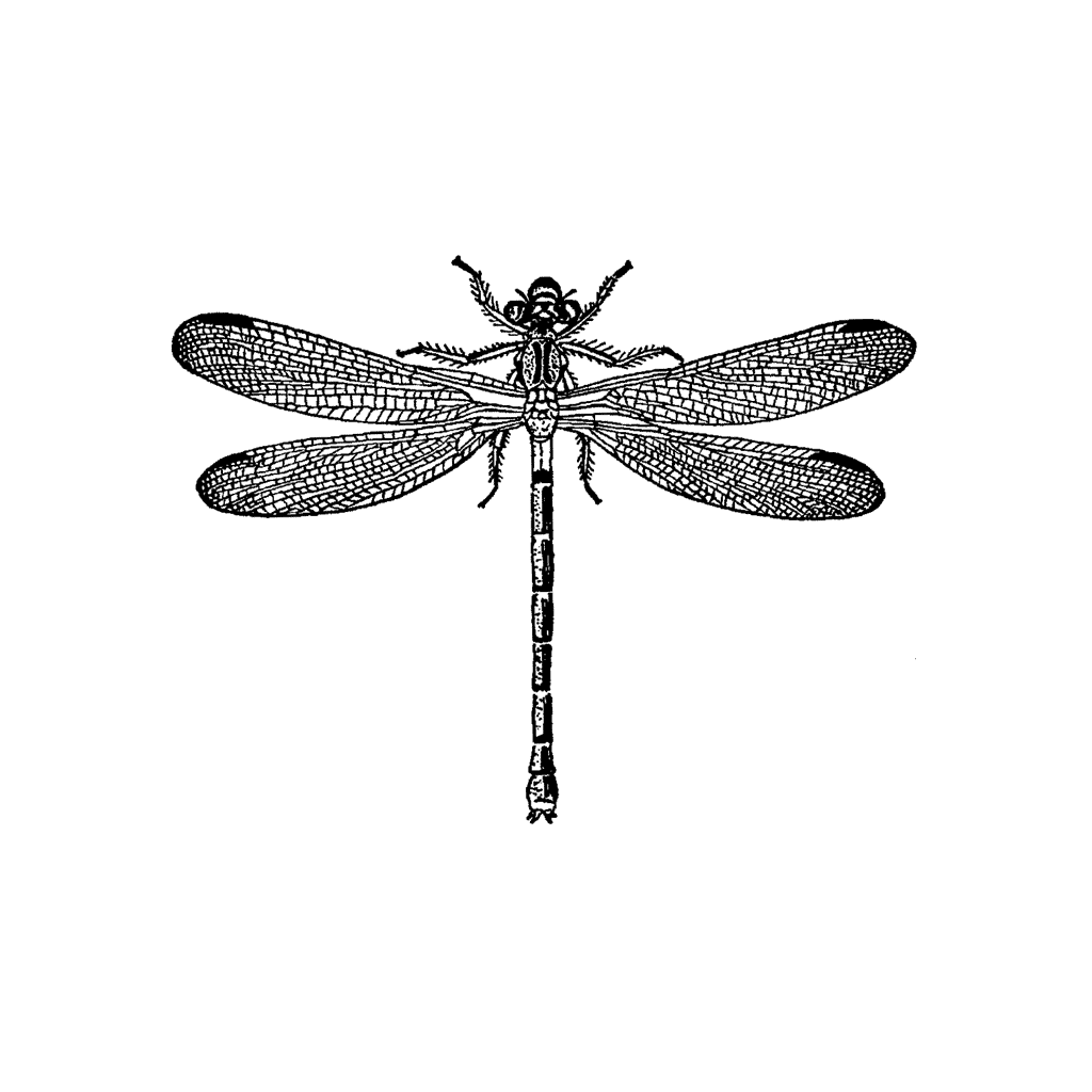 Small Dragonfly 764F