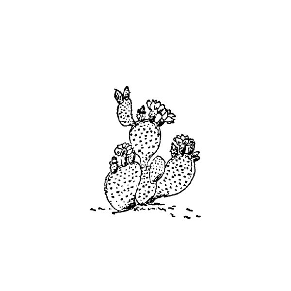 Small Flower Cactus 228B