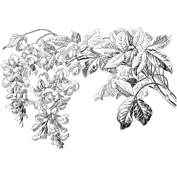 Small Laburnum 1268N