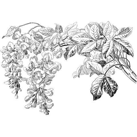 Small Laburnum 1268N